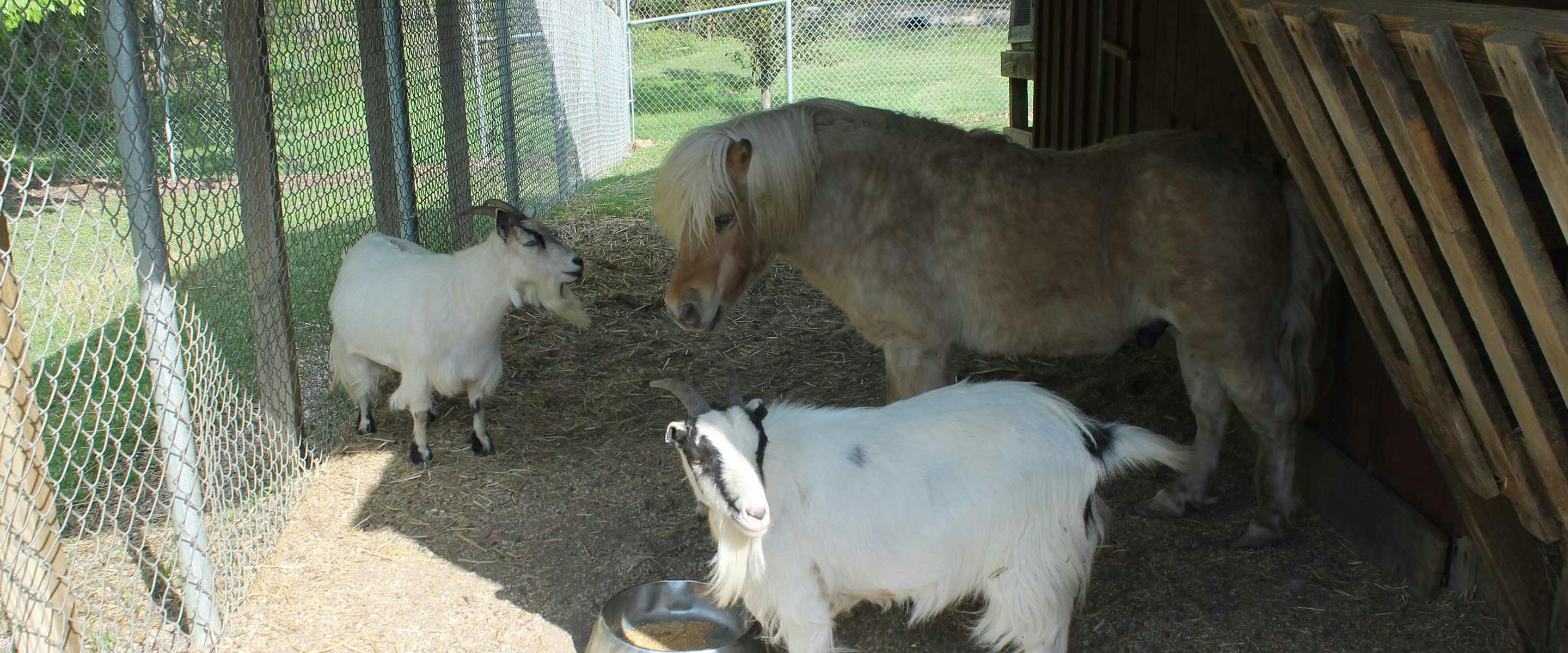 horse, goat, and more for petting at the petting zoo